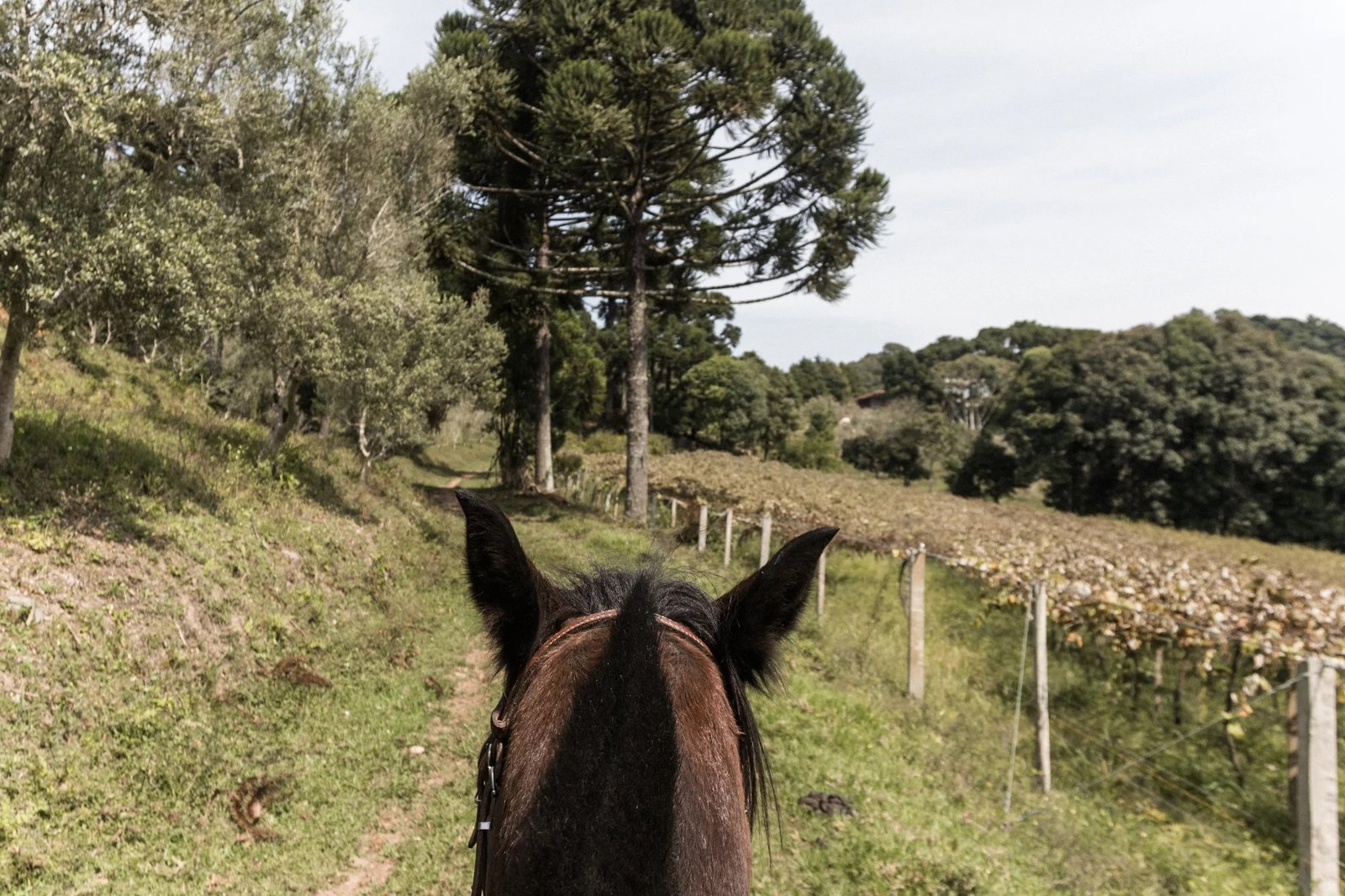 Vista durante o passeio a cavalo pela propriedade